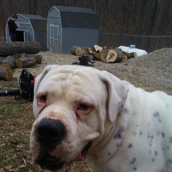 Meet your Posher, Riley - Picture 1 of 1